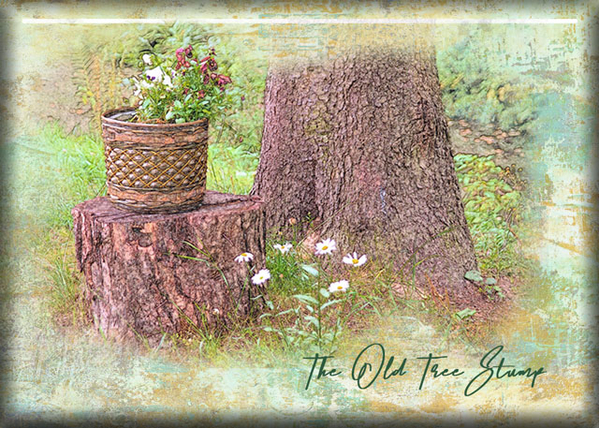 ATC 2021-011 The Old Tree Stump
