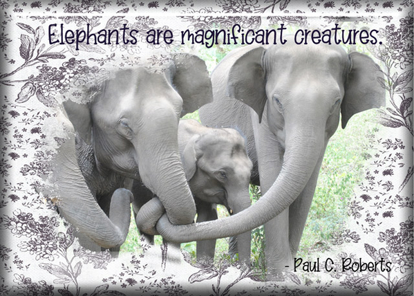 ATC 2022-011 Elephants