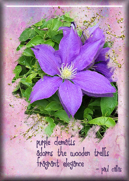 ATC 2024-015 Purple Clematis
