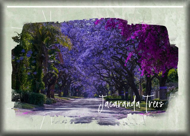 ATC-2025-025-Jacaranda-Trees.jpg