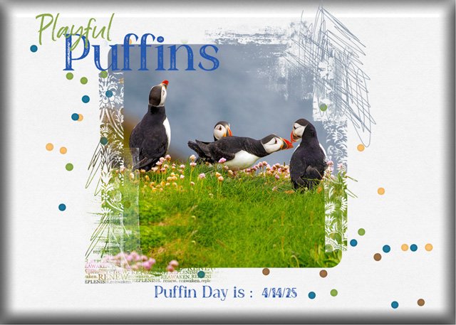 ATC-2025-036-Playful-Puffins