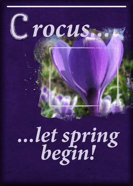 ATC2016-67 Crocus