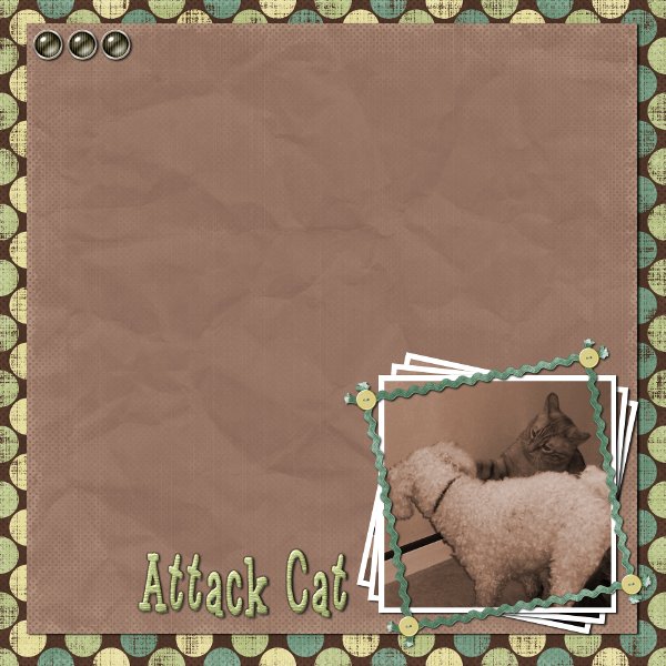 Attack Cat