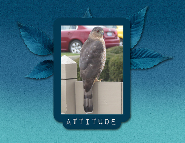 Attitude
