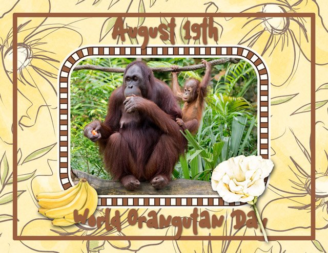 August 19th World Orangutan Day