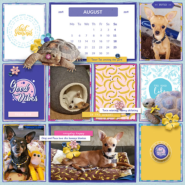 August Pets