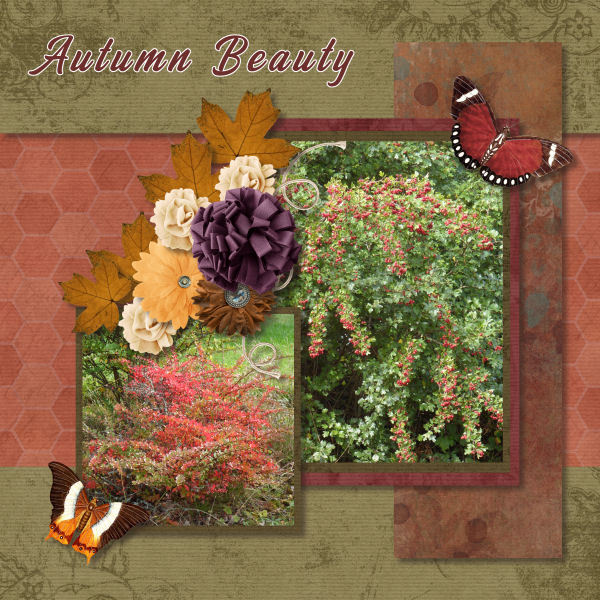 Autumn Beauty