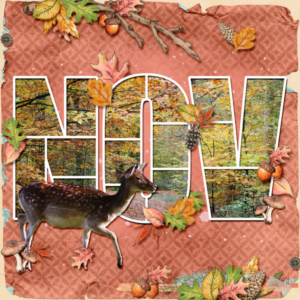 Autumn colors in November