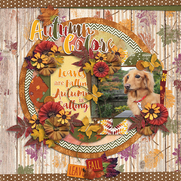 Autumn Colors