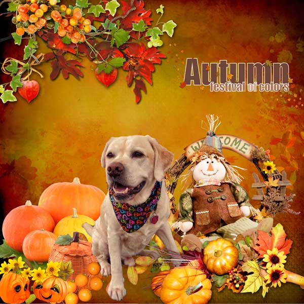 autumn comes