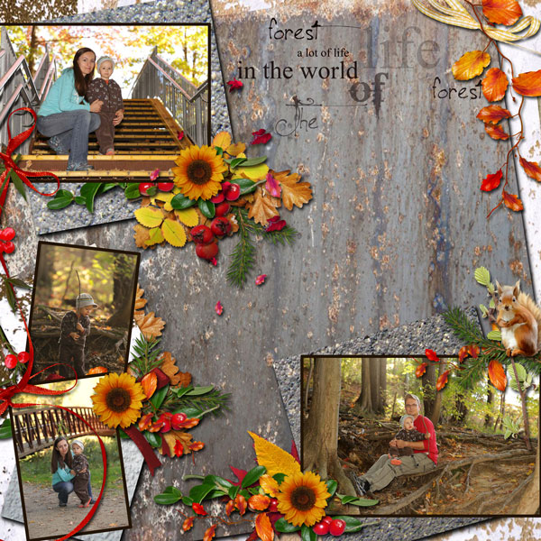 Autumn in the forest