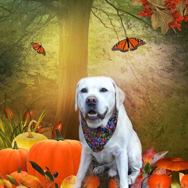 autumn is on its way