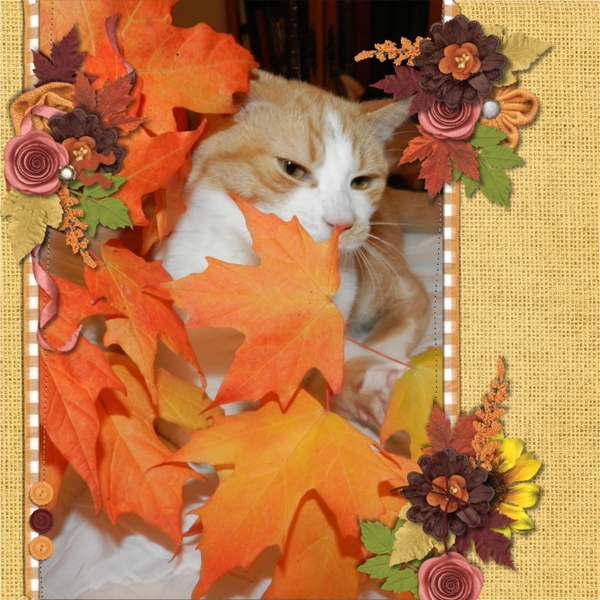 Autumn Kitty