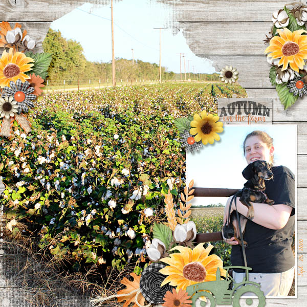 Autumn on the Farm