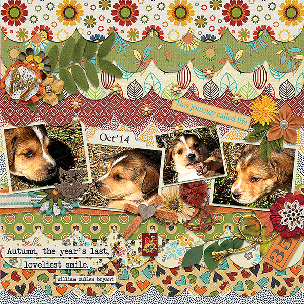 Autumn Puppies