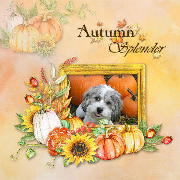 Autumn Splender