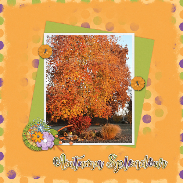 Autumn Splendour