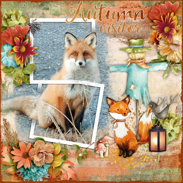 Autumn-visitor