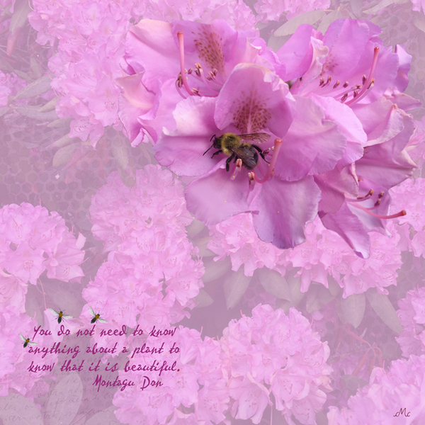 Azalea + Bee