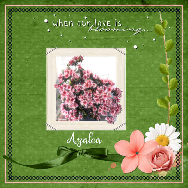 Azalea.jpg
