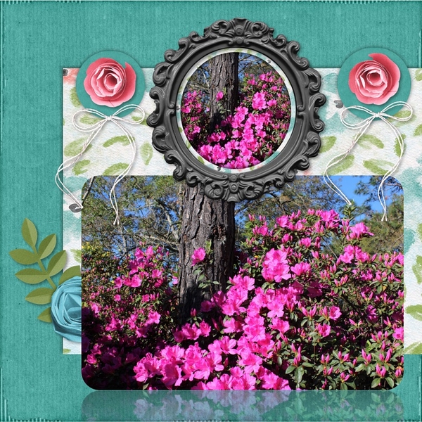 Azaleas in Bloom
