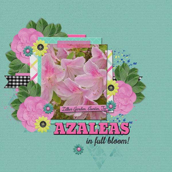Azaleas in full bloom!