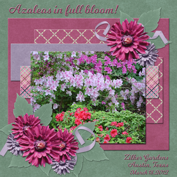Azaleas in full bloom!