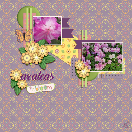 azaleas