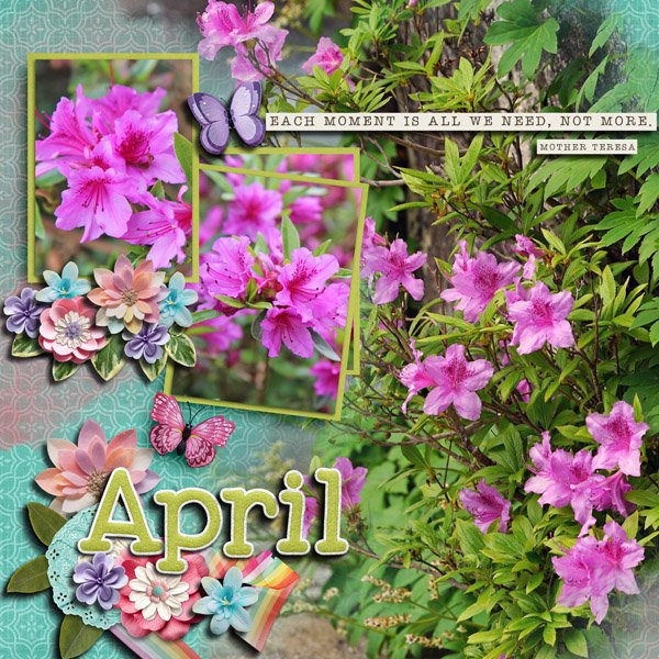 Azaleas