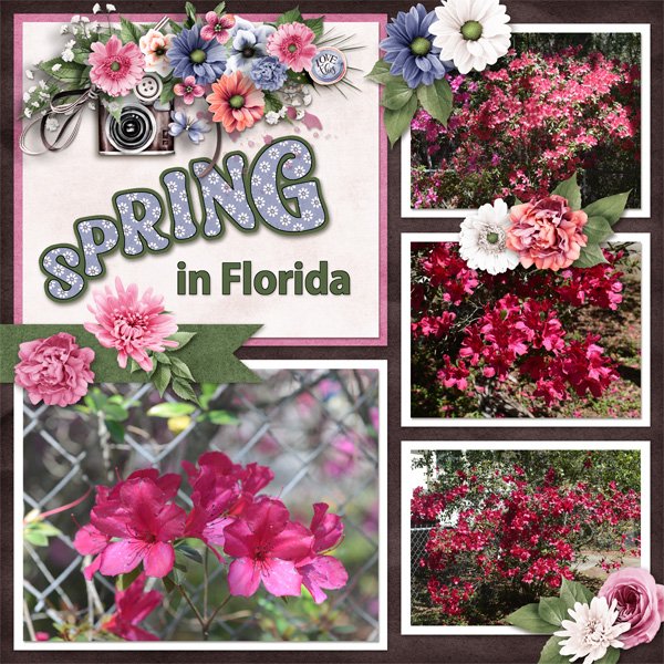 Azaleas