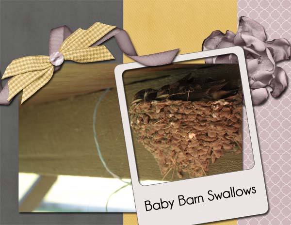 Baby Barn Swallows