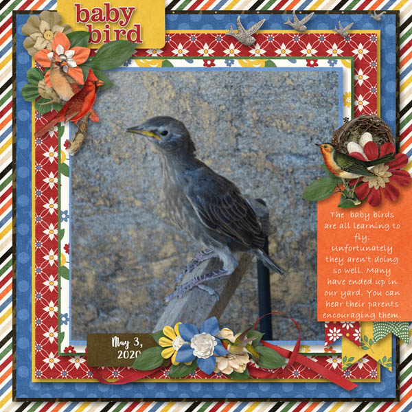 baby bird