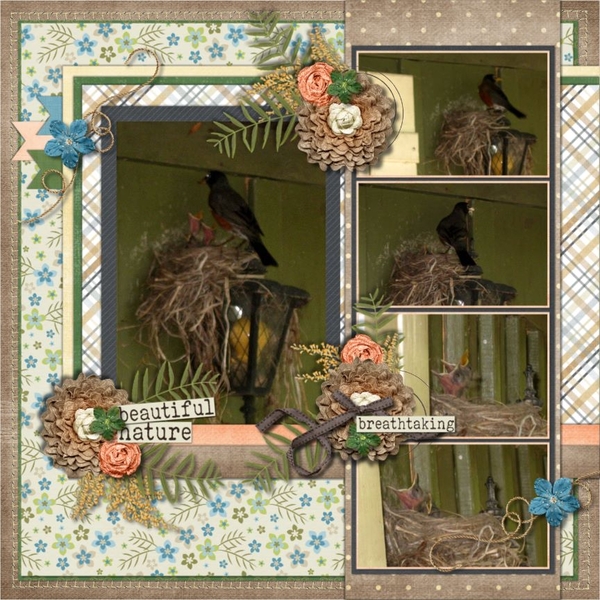 Baby Birds