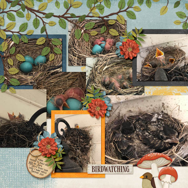 Baby Birds