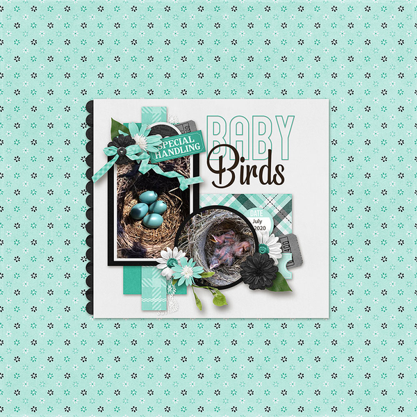 Baby-Birds1