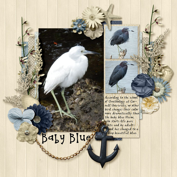 Baby Blue