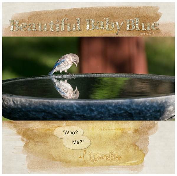Baby Bluebird Reflection