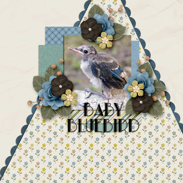 Baby Bluebird