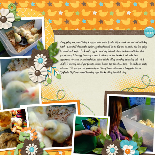 Baby Chicks