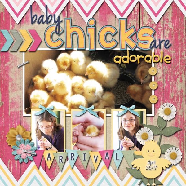 Baby Chicks