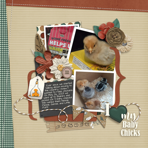 baby-chicks