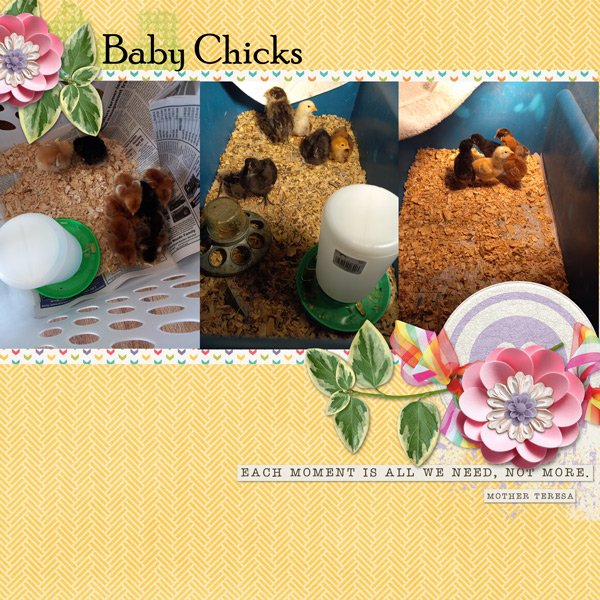 Baby Chicks