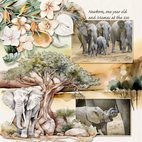 Baby Elephants