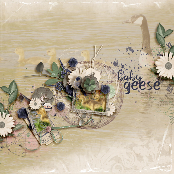 Baby Geese