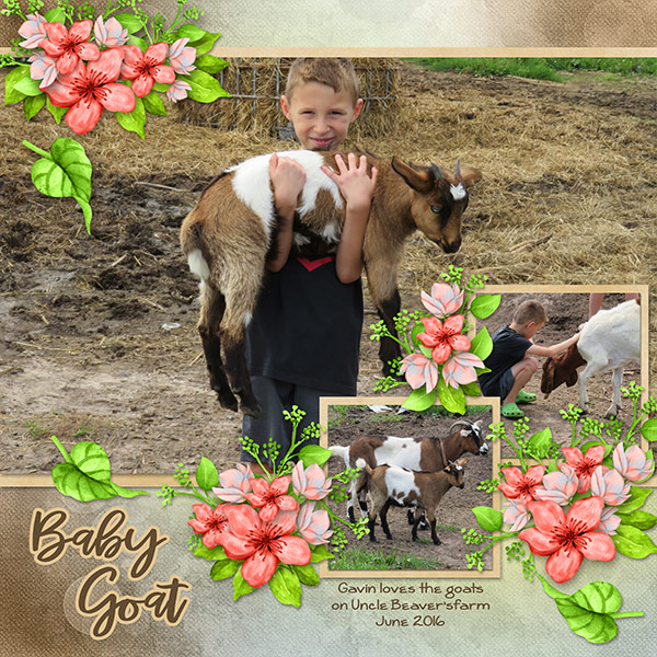 Baby Goat