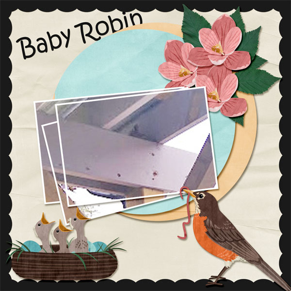 Baby Robin