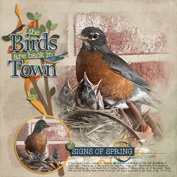 Baby Robins - May 2022