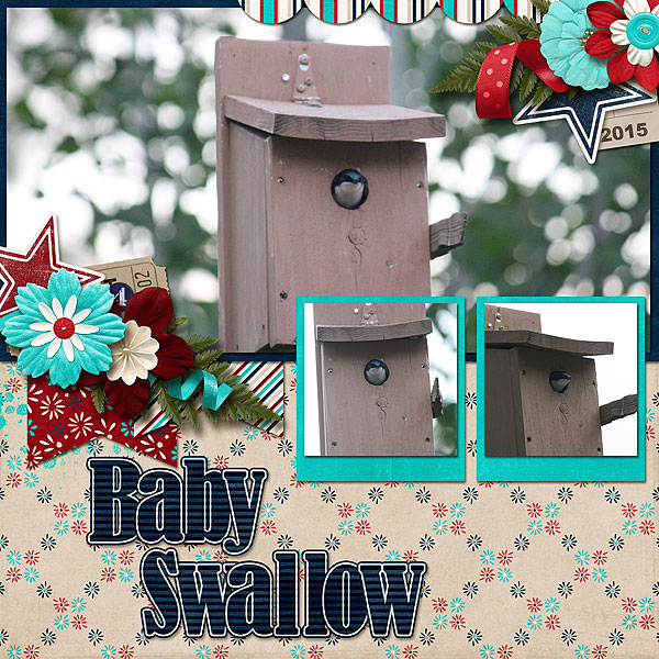 Baby Swallow