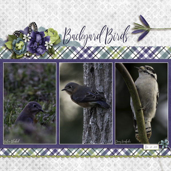 Backyard Birds