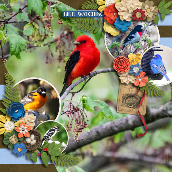 Backyard Birds